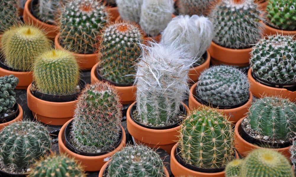 mini cactus wedding favor 