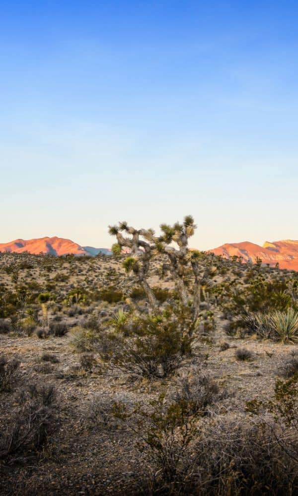 red rock canyon 