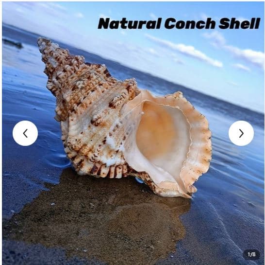 conchshell