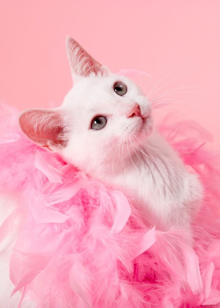 pink feather boas for wedding dancefloor 