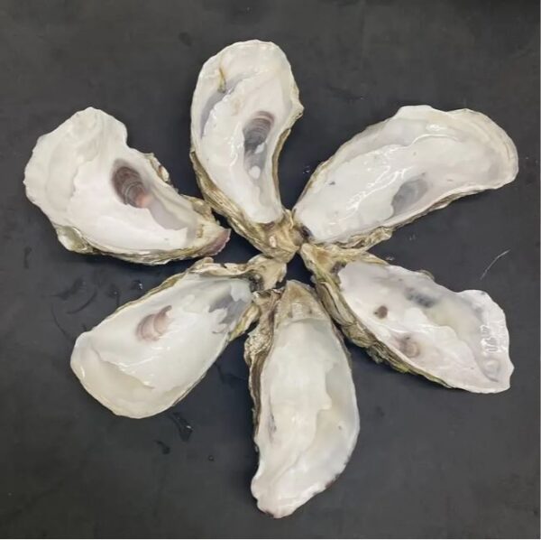 oyster shells