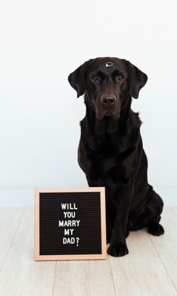 pet proposal 