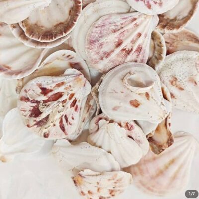 shells mix