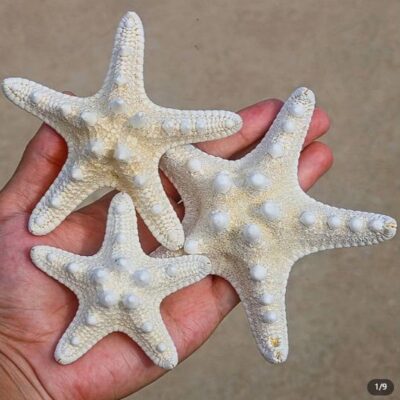 starfish decor