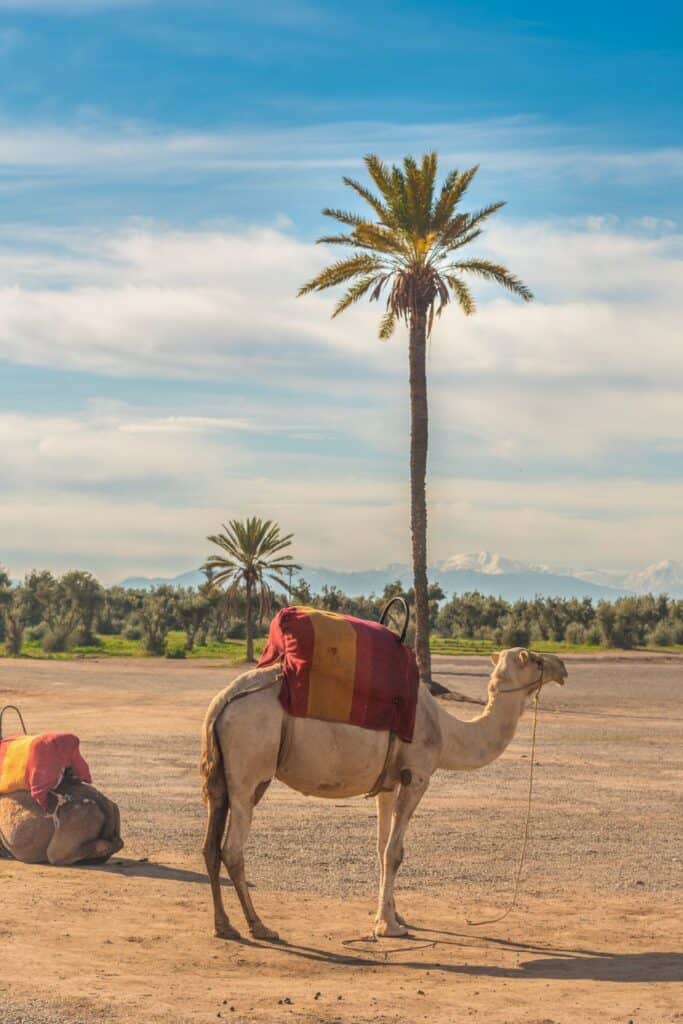 morocco desert  wedding