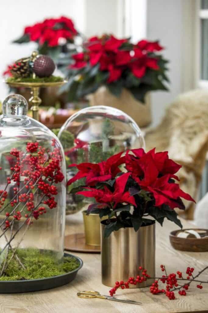  Red Poinsettias WEDDING TABLE DECOR