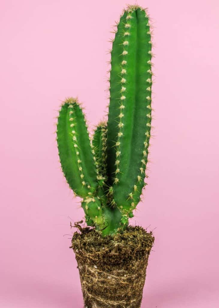 cactus decor for cowgirl bachelorette