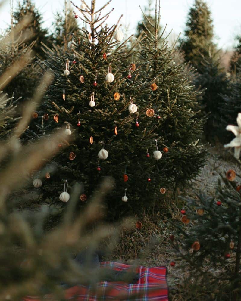 christmas tree farm engagement 