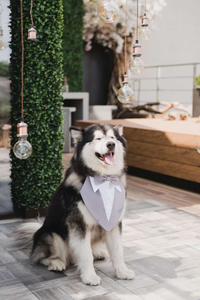 dog in bow tie for ceremony